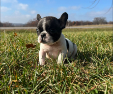 Französische Bulldoggen welpen