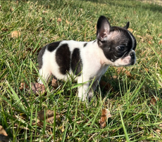 Französische Bulldoggen welpen
