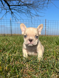 Französische Bulldoggen welpen
