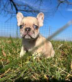 Französische Bulldoggen welpen