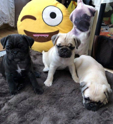 Mops (ein Mädchen und ein Junge)