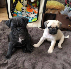 Mops (ein Mädchen und ein Junge)