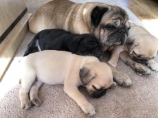 Mops (ein Mädchen und ein Junge)