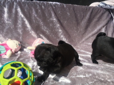 Mops (ein Mädchen und ein Junge)