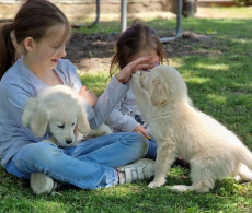 Golden Retriever Welpen zur Annahme