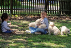 Golden Retriever Welpen zur Annahme