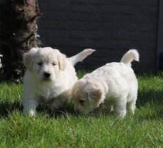 Golden Retriever Welpen zur Annahme