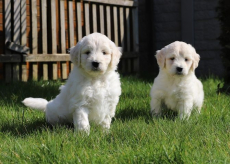 Golden Retriever Welpen zur Annahme