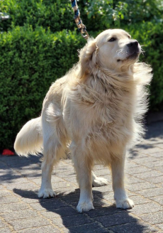 Golden Retriever Welpen zur Annahme
