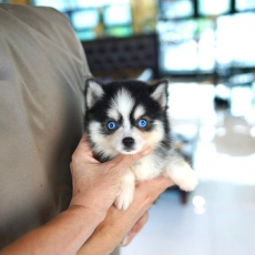 liebevolles Pomsky Welpen mit Papieren