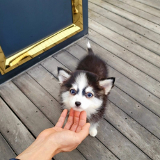 liebevolles Pomsky Welpen mit Papieren