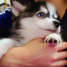 liebevolles Pomsky Welpen mit Papieren