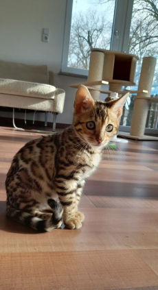 Bengalkätzchen zur Adoption 