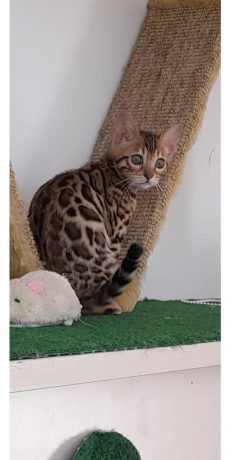 Bengalkätzchen zur Adoption 