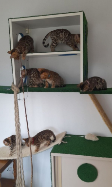 Bengalkätzchen zur Adoption 