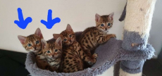 Bengalkätzchen zur Adoption 