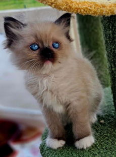 Ragdoll-Kätzchen
