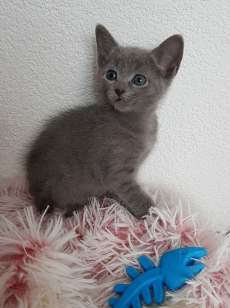 Zwei Russisch Blau Kätzchen zu verkaufen