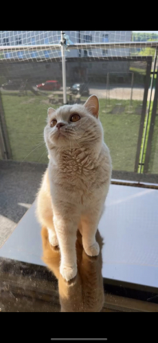 Reinrassiger BKH-Deckkater in seltener Creme-Farbe