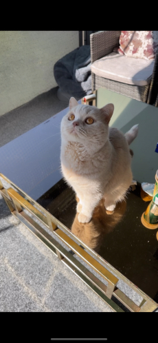 Reinrassiger BKH-Deckkater in seltener Creme-Farbe