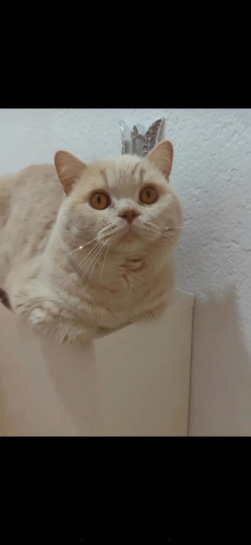 Reinrassiger BKH-Deckkater in seltener Creme-Farbe