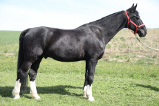 Liebevoller Wallach sucht neues Zuhause