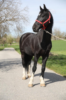 Liebevoller Wallach sucht neues Zuhause