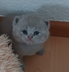 BKH/BLH Kitten