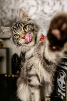 Deckkater Maine Coon 