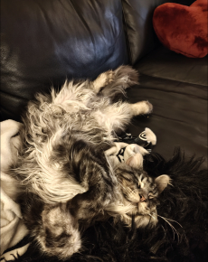 Deckkater Maine Coon 