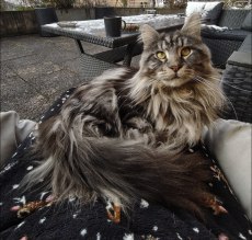 Deckkater Maine Coon 