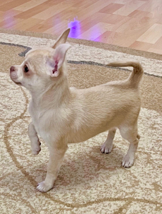 Chihuahua zwei welpen 