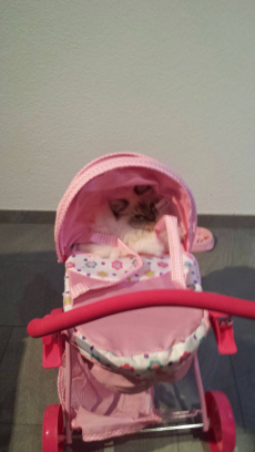 Heilliger Birma Deckkater