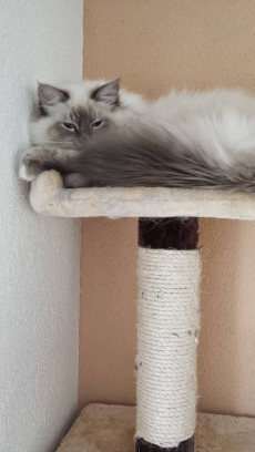 Heilliger Birma Deckkater