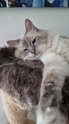 Heilliger Birma Deckkater