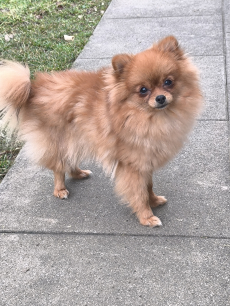 Mini Spitz Pomerania Jung Hündin 