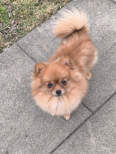 Mini Spitz Pomerania Jung Hündin 