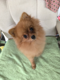 Mini Spitz Pomerania Jung Hündin 