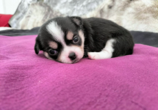 Chihuahua-Rüde mit Stammbaum