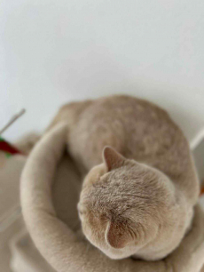 Reinrassiger BKH-Deckkater in seltener Creme-Farbe