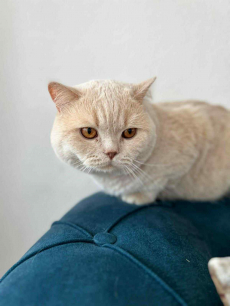 Reinrassiger BKH-Deckkater in seltener Creme-Farbe