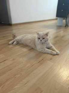 Reinrassiger BKH-Deckkater in seltener Creme-Farbe