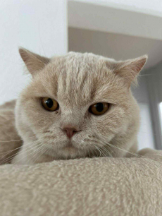 Reinrassiger BKH-Deckkater in seltener Creme-Farbe