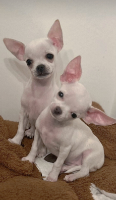 Chihuahua welpen 