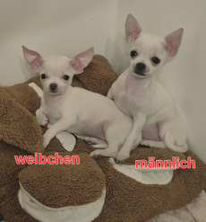 Chihuahua welpen 