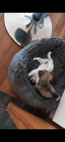 Niedliche Chihuahua Welpen