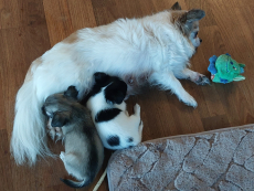 Niedliche Chihuahua Welpen