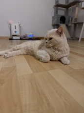 Reinrassiger BKH-Deckkater in seltener Creme-Farbe