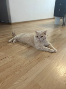 Reinrassiger BKH-Deckkater in seltener Creme-Farbe