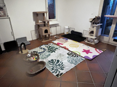 Deckkater Siam reinrassig 